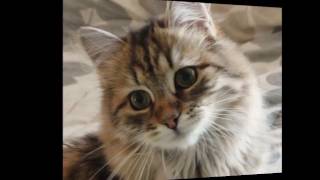 Siberian cat History,Personality,Health,Care by LENVO-TV 8,360 views 7 years ago 8 minutes, 7 seconds