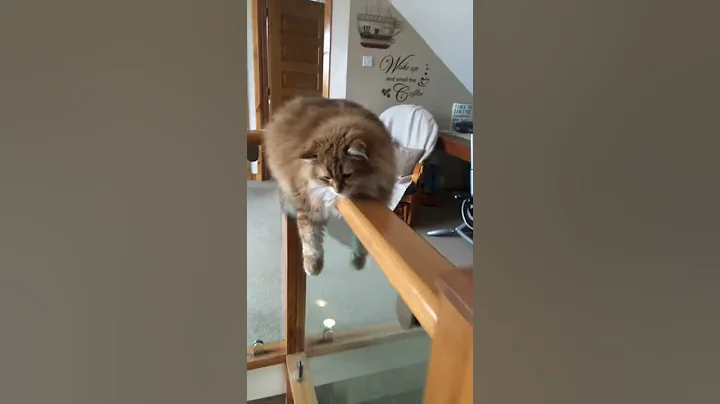 Video 4534051: siberian cat walking, fluffy kitty, cats uk, cat home