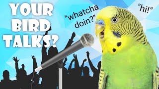 How To Teach Your Budgie to Talk! *5 easy steps*