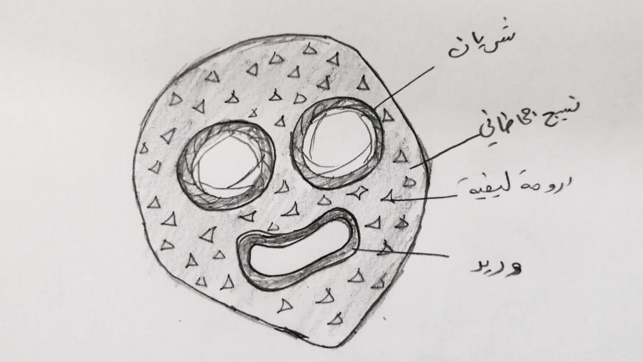 طريقة رسم(نسيج ضام مخاطاني)/احياء سادس علمي2023