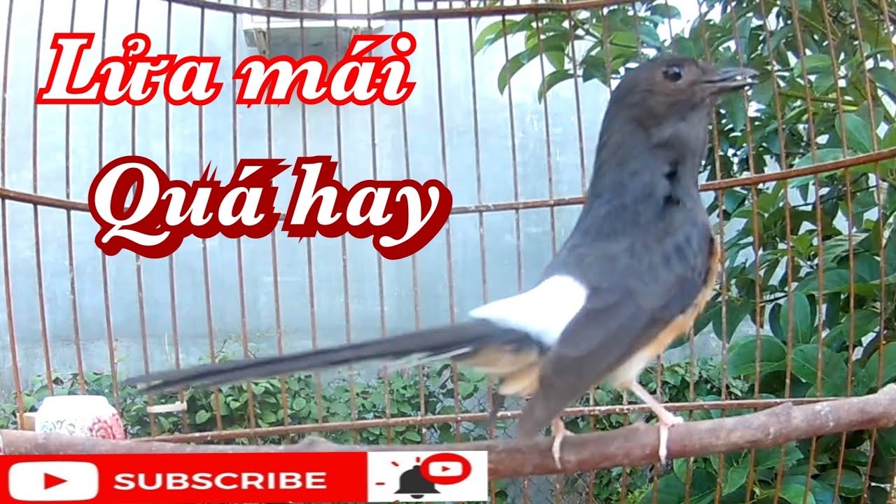 Lửa mái giọng quá hay , kích trống , làm mồi quá OK .