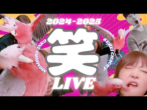 ※ちゃーちゃん モモイロちゃーちゃん - YouTube