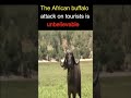 The African buffalo attack on tourists is    unbelievable #shorts
