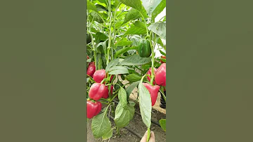 Hydroponic Tomato And Bell Peppers Sustainable Farming Envirevo Agritech 