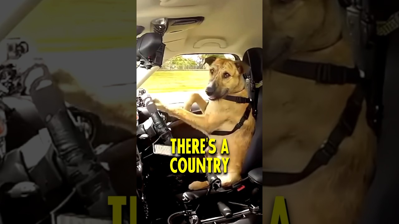 The Country where Dogs can Drive Cars 🚗🐶