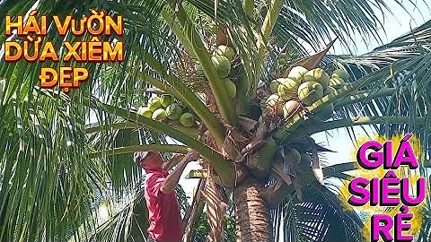 Nay hái vườn dừa xiêm siêu đẹp .giá thì siêu rẻ gân như muốn không đi được #quocduavlog 