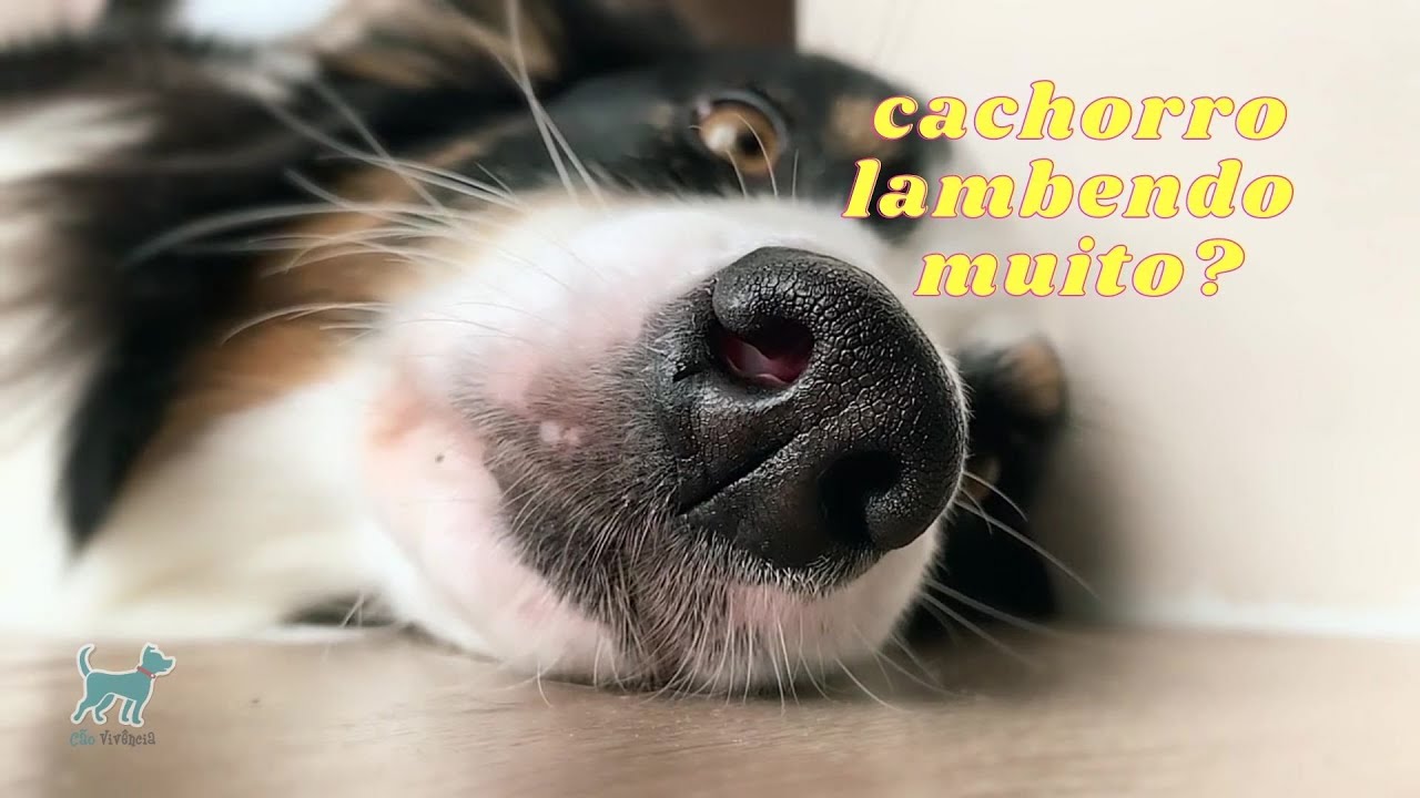 Cachorro lambendo muito: o que fazer? - YouTube