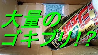 大量のゴキブリにゴキジェットプロかけてみた！