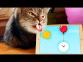 Smart Cat Plays Funny Game - Happy Dogs
