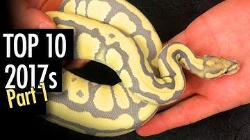 Top 10 Ball Python Combos! Pt #1 (JKR