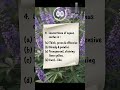 AGNUS CASTUS MCQ | Materia Medica |#shorts #homeopathicmedicine #homoeopathy #homeopathy #trending