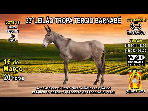 LOTE 18 - 23° LEILÃO TROPA TERCIO BARNABÉ - 16 de MARÇO (Segunda-feira) às 20 h - CANAL TERRA VIVA