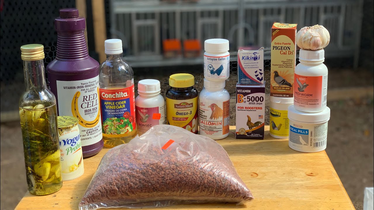 Como mantener las palomas saludables y sanas y limpias