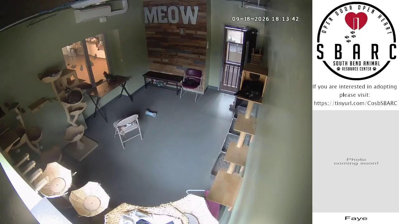 South Bend Animal Resource Center - Cat Cam