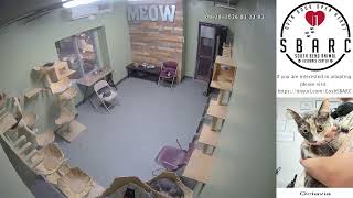 South Bend Animal Resource Center - Cat Cam
If you are interested in adopting please visit: https://southbendin.gov/resident-resources/pet-adoption/
You can also find all of the wonderful pets up for adoption here! https://www.petfinder.com/search/pets-for-adoption/us/in/southbend/?shelterRescue=97367e1a-a92e-476e-912c-15f3d09ef3c9&includeOutOfTown=true&distance=anywhere
Our adoption Brochure can be found here: https://southbendin.gov/department/animal-resource-center/ South Bend Animal Resource Center - Cat Cam