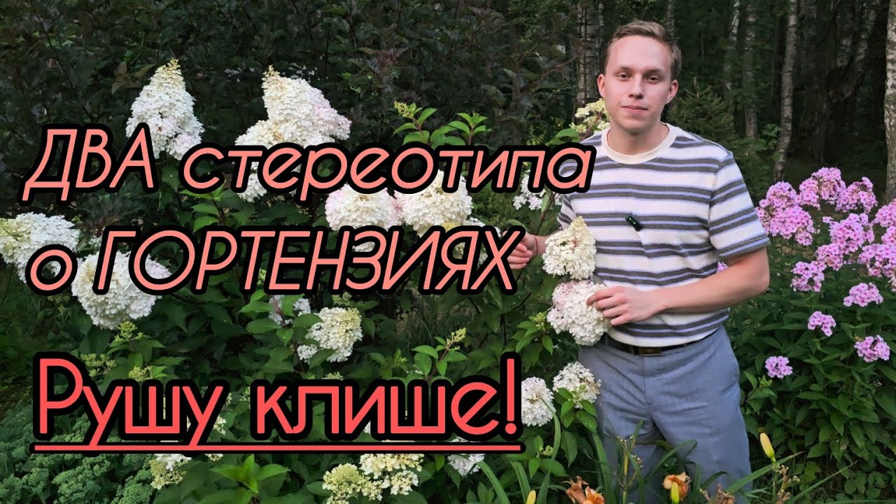 КИСЛАЯ ПОЧВА? Забудьте! Как ухаживать за ГОРТЕНЗИЕЙ? Тайны ОБРЕЗКИ