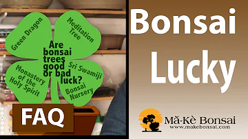 Are bonsai good luck?