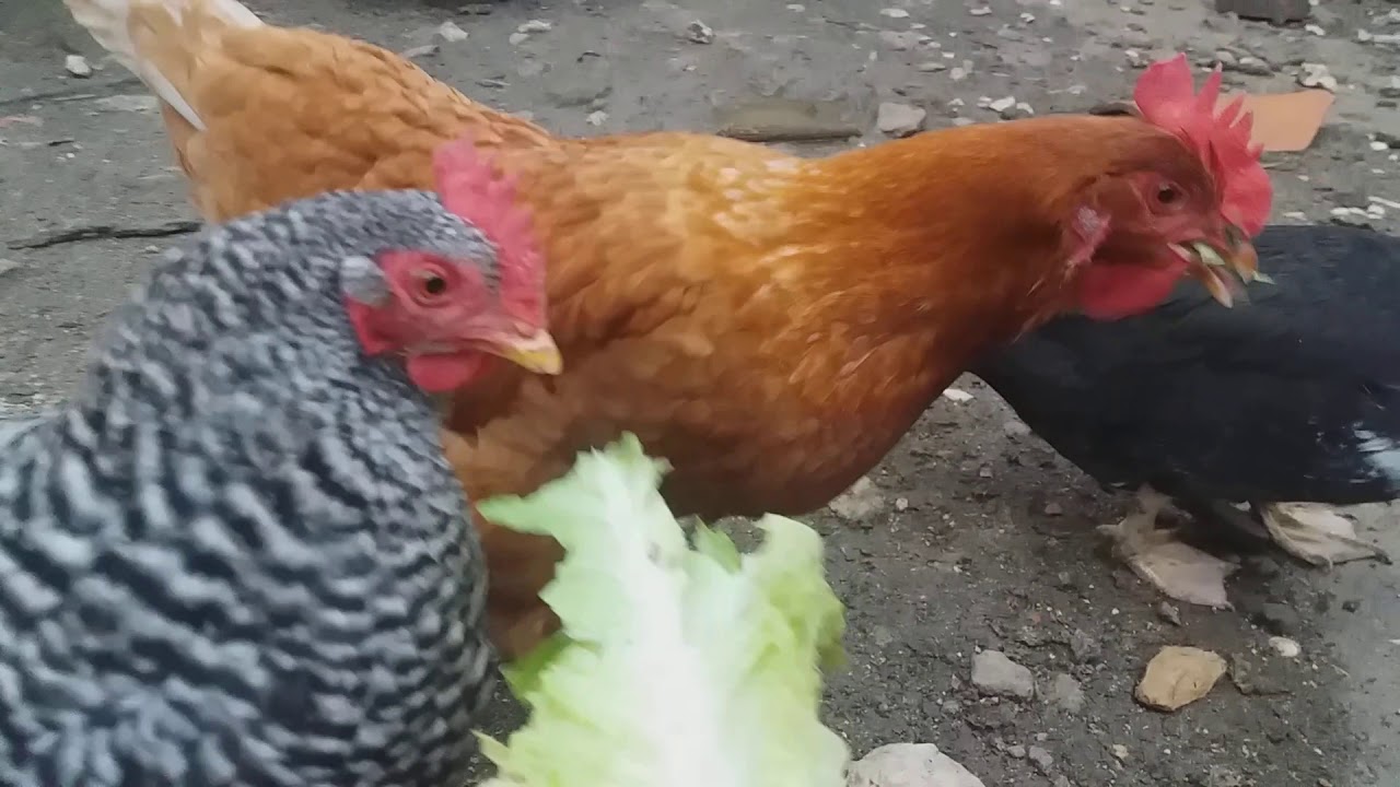 El ansia viva... que diría José Mota