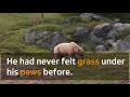 From Serbia to the Swiss Alps: a bear's adventure