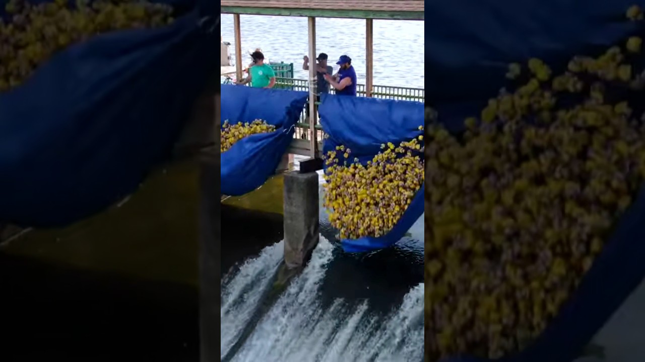 Check out the Rubber Ducky Race at Hobart Lakefest this weekend