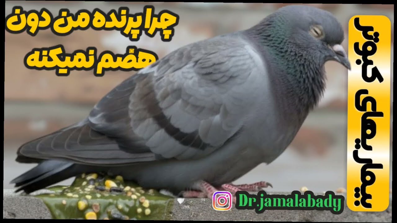 علت‌های عدم هضم دان در پرنده‌ها 