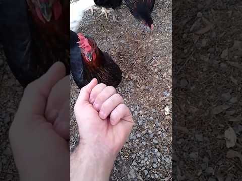 #курица #животные #здоровье #еда #природа #диета #organic #farming #chicken #animals #healthy #food