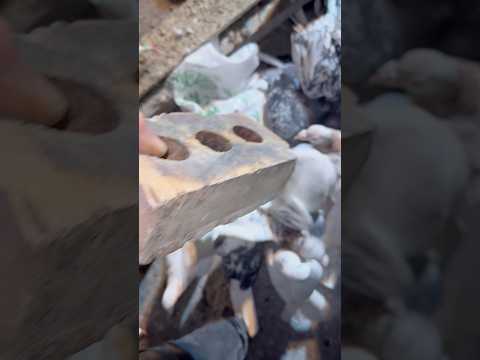 سوخت رسانی به کبوتران جنگنده F35 شورت Pigeon کبوتر بلندپرواز 