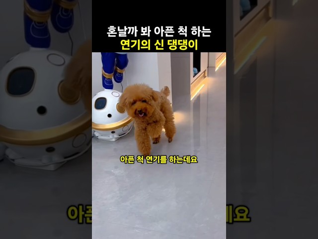 아야 내 다리야.. 절뚝거리며 아픈 척 연기하는 댕댕이