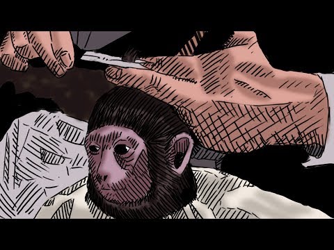 Monkey Haircut Meme Can Be Photoshopped Into Anything