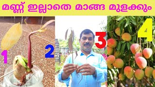 3 ദിവസം കൊണ്ട് മണ്ണ് ഇല്ലാതെ മാങ്ങയുടെ Seed മുളപ്പിച്ചെടുക്കാം/Germinating Mango Seed With Out Soil
