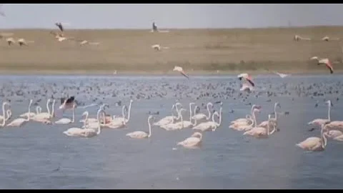 Около пяти тыс. фламинго сняли на видео в Коргалжынском заповедник
