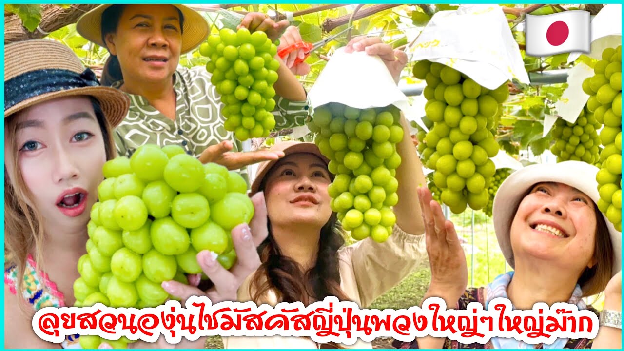 🇯🇵ลุยสวนองุ่นไชมัสคัสกับหลานๆ พวงใหญ่ๆใหญ่ม๊าก หวาน กรอบ อร่อย องุ่นจ.ยามานาชิ โคฟุ🍇🍇