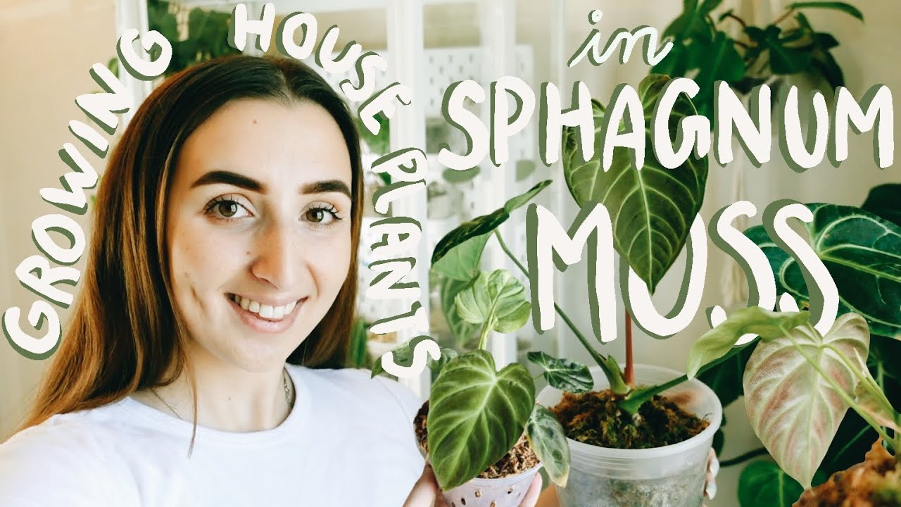 Is sphagnum moss good for plants? : r/houseplants