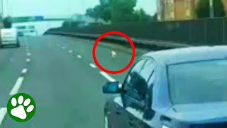 Man Braves Busy Highway To Save Dog