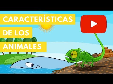 Video: Familia de gatos: lista, descripción de los animales y sus hábitats