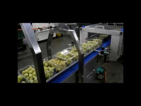 ყურძნის დასაფასოვებელი და შესაფუთი ხაზი • Grape Packing Line