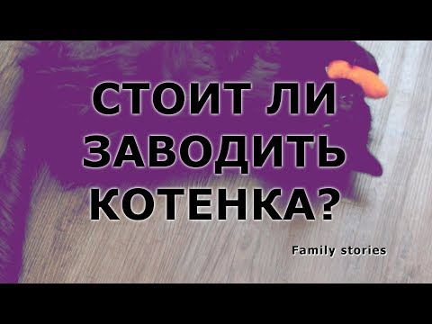 Стоит ли заводить котенка? Плюсы и минусы.