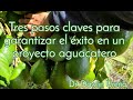 Tres pasos claves para garantizar el éxito en un proyecto de aguacates