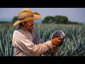 Making tequila. Jimador Harvesting a blue agave plant in mexico with some narration. agave harvest