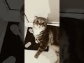 Тренд с котиком🤗🐾 #питомец#котик #aleks#cat#нашлюбимчик#видосыоткота#