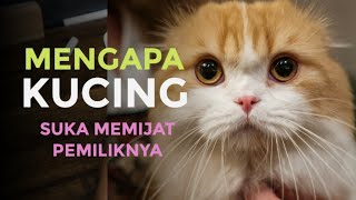 Download Lagu Ternyata kucing suka memijat pemiliknya, ini alasannya..!! MP3 Download Lagu Ternyata kucing suka memijat pemiliknya, ini alasannya..!! MP3
