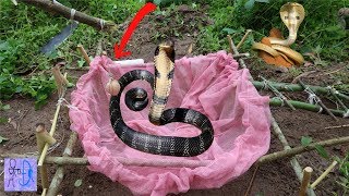 Bẫy Rắn Đơn Giản Khi Sử Dụng Cái TÚI THẦN KỲ Này .Simple DIY Snake Trap That Work 100% .Bẫy Mới Nhất