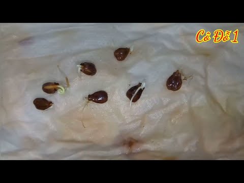 Cách Ươm Hạt