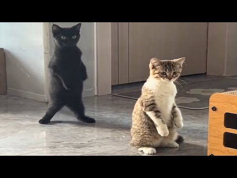 GATOS! A Prova Viva de Que as Leis da Física São  SUGESTÕES