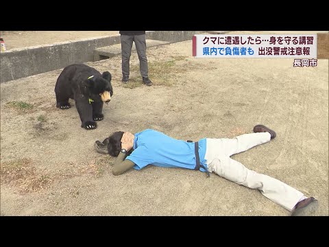 If you encounter a bear Training for teachers and staff: Back