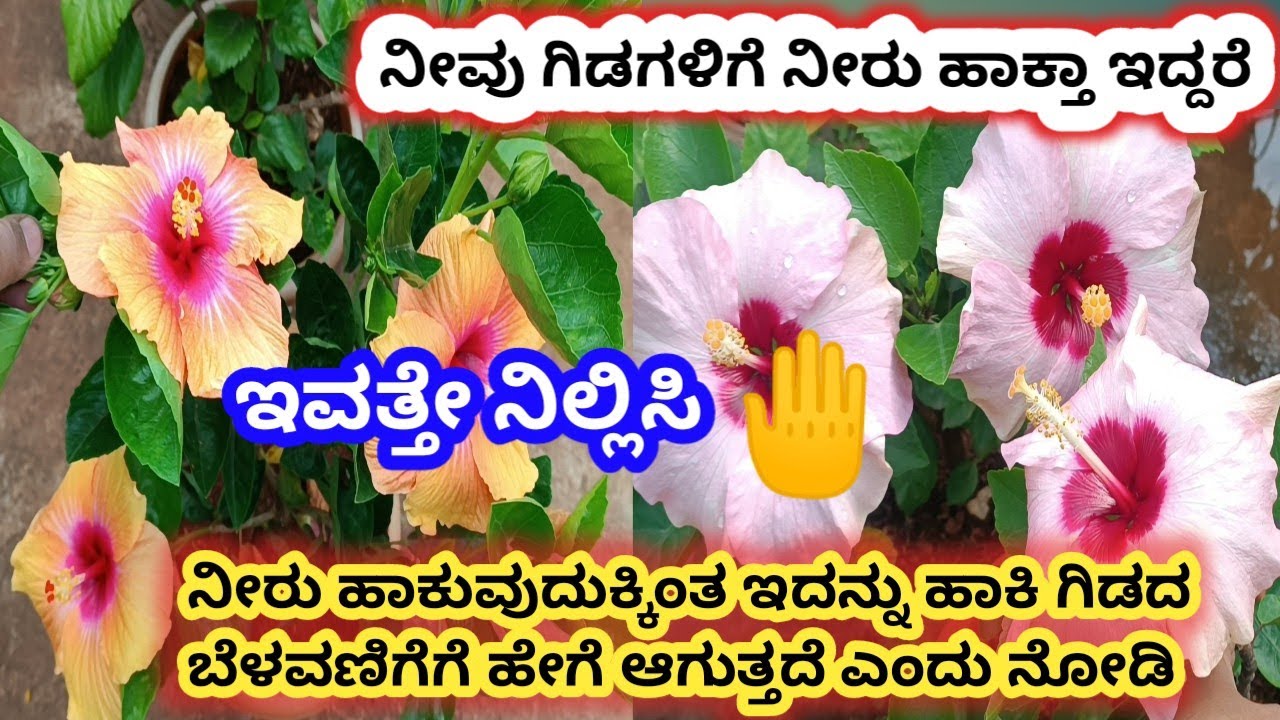 ನೀವು ಗಿಡಗಳಿಗೆ ನೀರು ಹಾಕ್ತಾ ಇದ್ದರೆ ಇವತ್ತೇ ನಿಲ್ಲಿಸಿ \ಬದಲಾಗಿ ಇದನ್ನು ಹಾಕಿ \ plants growing tips kannada\