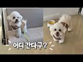 23개월 비숑의 바쁜 하루 🐾 미용 후 꽃길 산책인 줄 알았는데 목적지가 병원?!