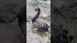 Black Swan Attack #Animals #Shortsvideo  #Shorts