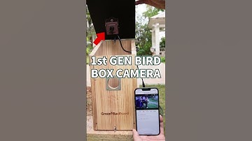TIPS You NEED to Know about Bird Watching -----WIDE LENS Bird Box Camera