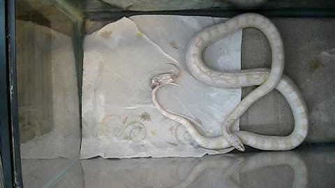 Albino snake eats mouse (time lapse)